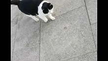 哈哈