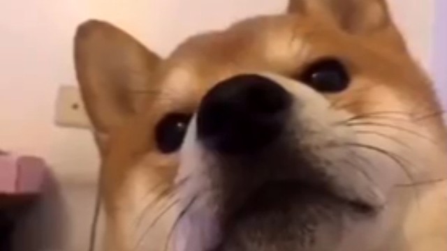 狗子