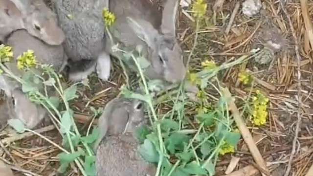 一位农村养兔人