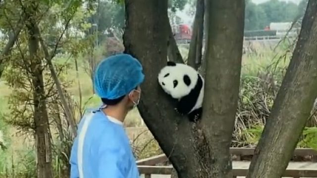 谁能拒绝这样一只求抱抱的小熊呢