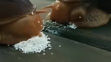 蜗牛进食能有多快