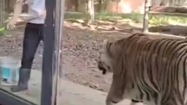 大猫惨遭打脸！这......怕不是老虎，是只虎斑喵装的吧: