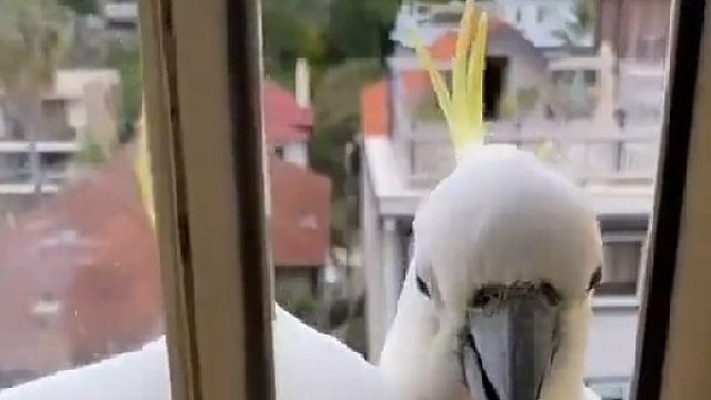 它头上怎么有跟葱