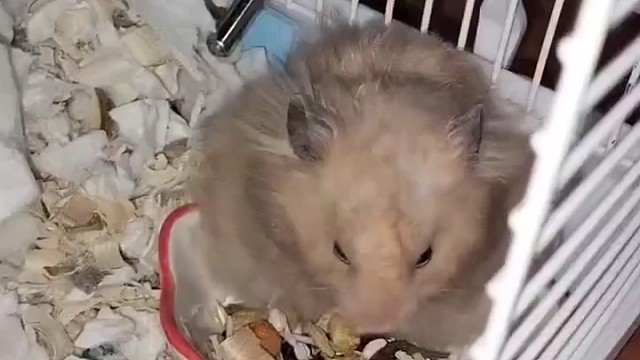 想好去哪个姨姨家了吗？