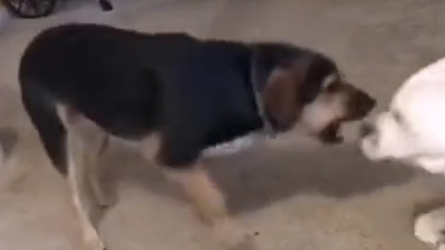 狗：拍完了吗？装凶好累的