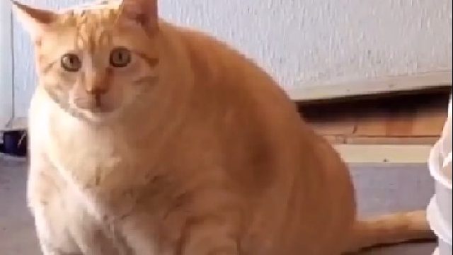 橘猫愣是被养成了海豹，这是什么新型海豹吗