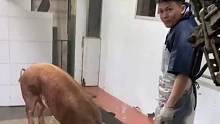当屠夫杀猪的时候，猪却双脚跪下乞求放过。网发：不杀流泪牛不屠跪拜猪！