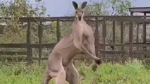 没想到袋鼠这么有男人味。鼠：泥想要挨揍嘛