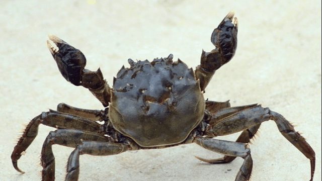一只螃蟹的“自救”