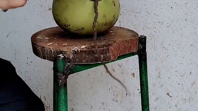 #椰子蛋#手艺人