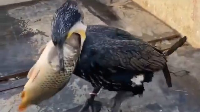 鹈鹕：吃了一辈子于，不知道鱼啥味儿