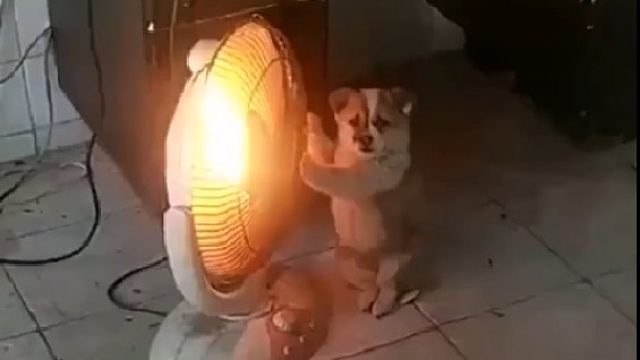 狗狗冬季烤火姿势大