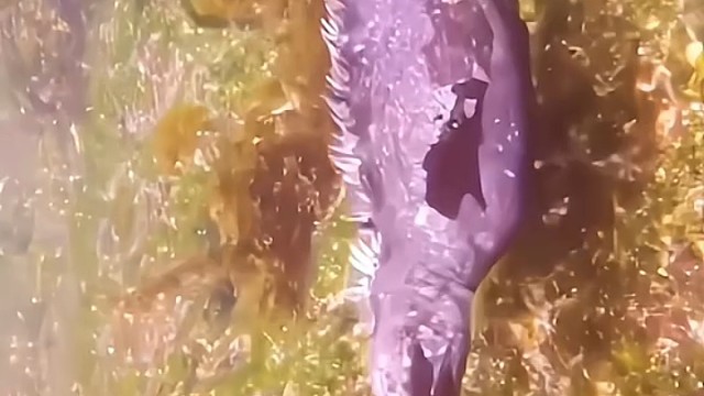 海底的小怪物太可怕，赶紧跑