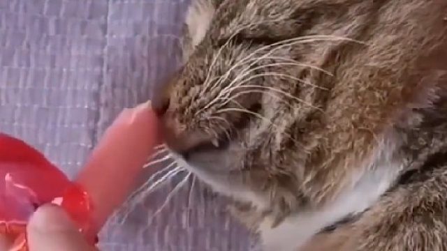 我但凡心狠一点，这只猫咪早就被我扔出去了