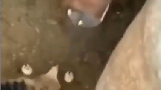 偷偷吃一个小鸡