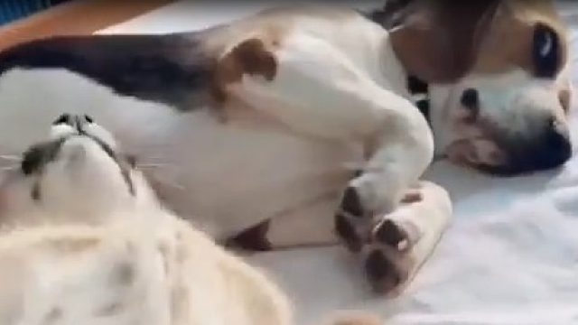 狗：这…这肉食猫科动物该不会饿了吧