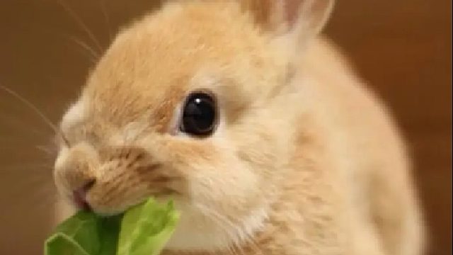 感谢 青叔音老板的4枚彩虹兔兔外加很多许愿灯呐 兔子成窝  哈哈哈哈哈