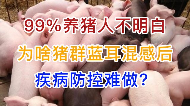 99%养猪人不明白为什么猪群蓝耳混感后季节性疾病防控更难？#养猪人 #知识分享 #猪蓝耳病 #猪病防