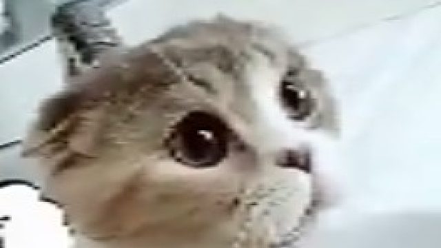 喵：警告你了你不听，非得逼我出绝招  _