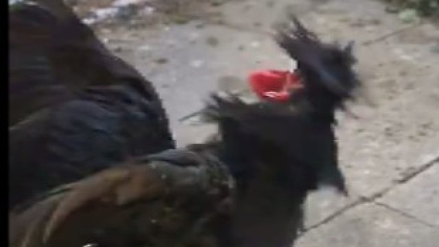 死亡金属公鸡打鸣