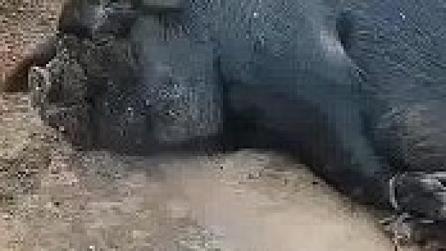 马上要杀猪了，结果猪却搁这儿呼呼大睡…网友：看淡生死这猪有点东西！