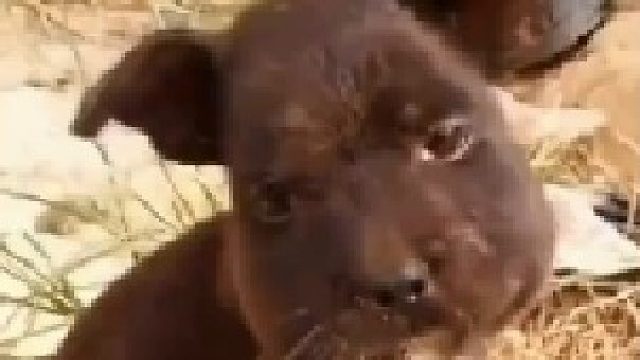 怪谁呢？要怪就怪蜂蜜太甜了