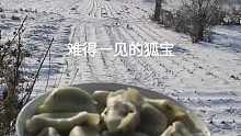 男子雪地里吼一声“开饭”，两只白狐闻声而来。网友：干饭狐狸干饭魂……