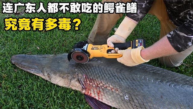 身含剧毒，连广东人都不敢吃的“鳄雀鳝”，究竟有多凶残？