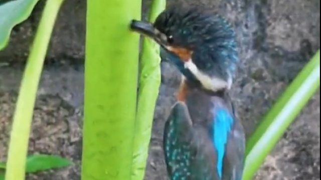 翠鸟飞太猛扎芋头杆子上了