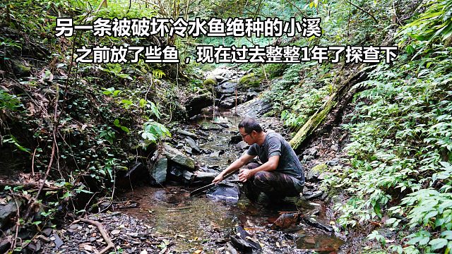 另一条被破坏没鱼的深山小溪，之前放了种鱼，1年后再看有点崩溃