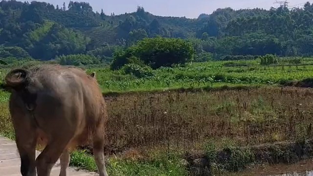 好可爱的牛牛好像养一头[送心][送心]