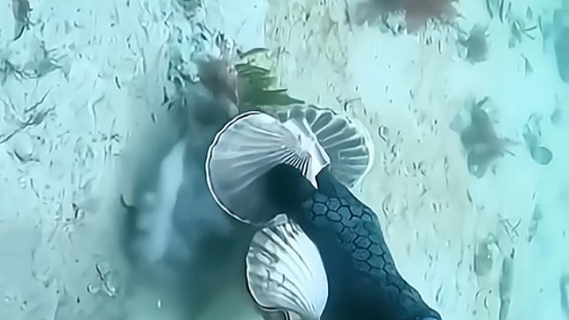 什么奇怪生物好难抓