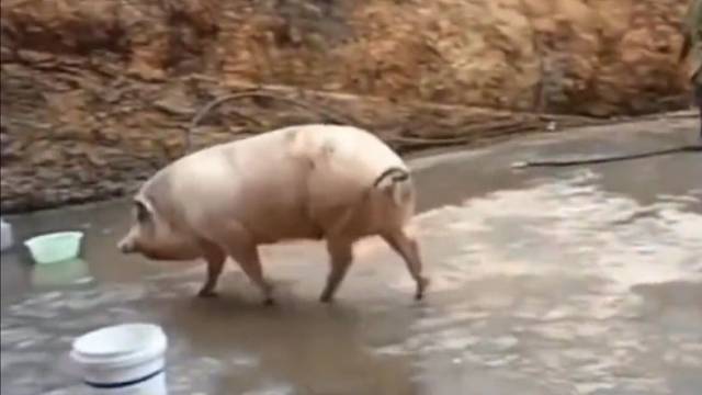 穿最花的围裙，按最野的猪