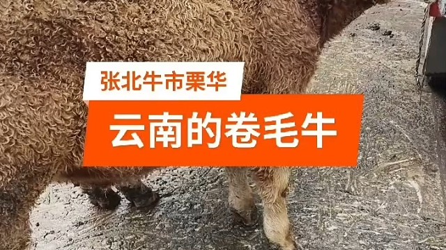 北方牛来南方就值钱了