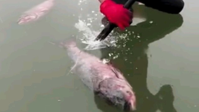 东北真实的冰面，砸下去的瞬间全都是惊喜