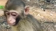 猴子：你吓死我咧