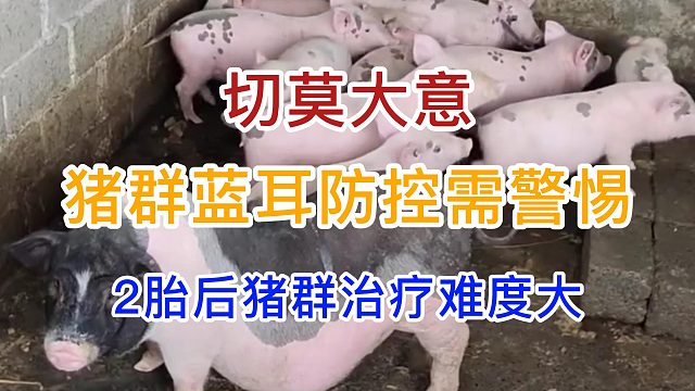 切莫大意！猪场蓝耳防控需警惕 2胎后猪群治疗难度大#养猪人 #自繁自养#养猪技术 #科学养猪 #猪蓝