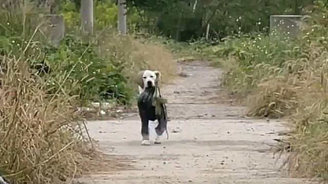 拉布拉多趣事多多