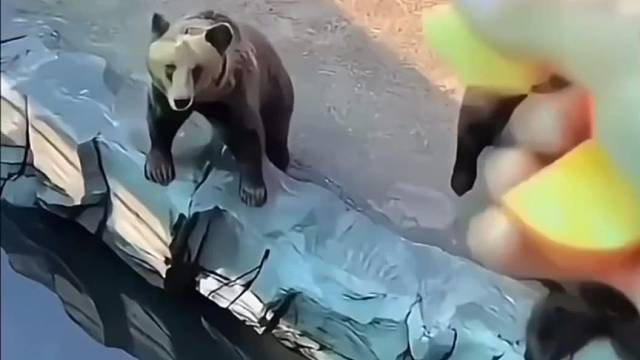 一直觉得这货是人扮演的