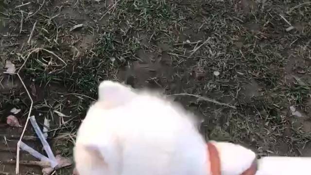 我爱的日落和狗狗