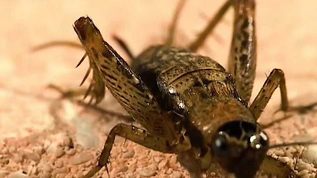 蟋蟀的大脑被控制了