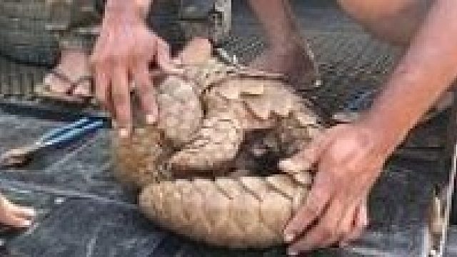 拯救受伤的穿山甲