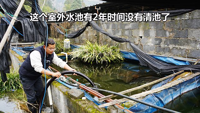 这个水池用黑光灯诱虫养鱼，有2年时间没看了，今天放水捉下鱼