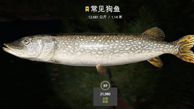 廓里湖-常见狗鱼