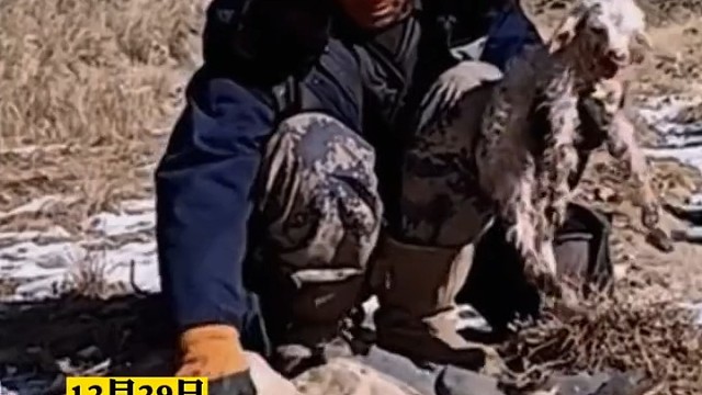 母羊在山上生了羊羔，主人就地拢火为小羊取暖，羊妈妈...
