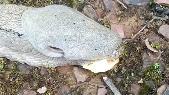 神秘的高山蛞蝓，体型巨大，身体像石头