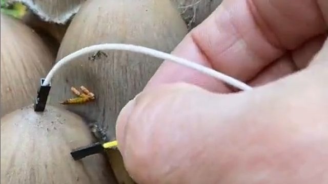 将生物电的变化转化为声音，创造蘑菇音乐。挺有意思