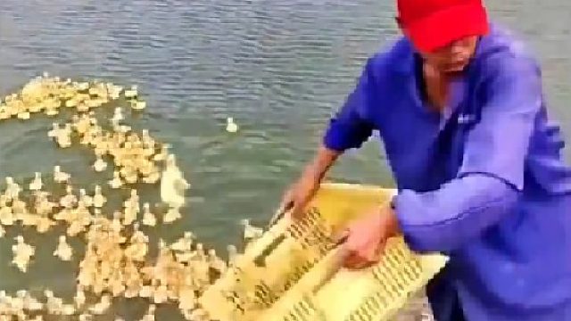 第二框的最后一只鸭子：我谢谢你