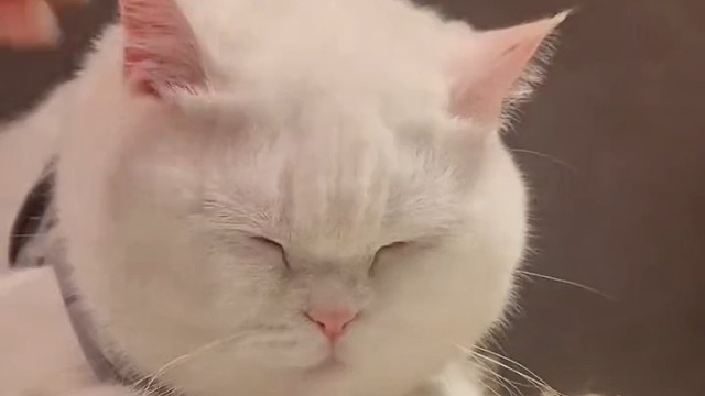 是叫不醒装睡的喵