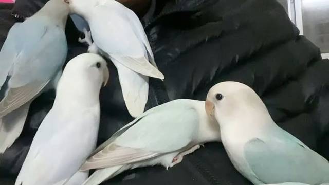 我发布了一个新视频，快来围观吧！